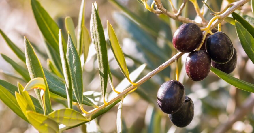 Olive leaf monograph