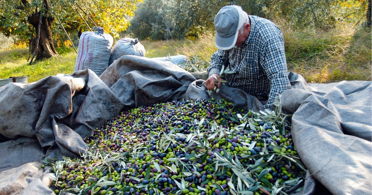 Olive leaf uses