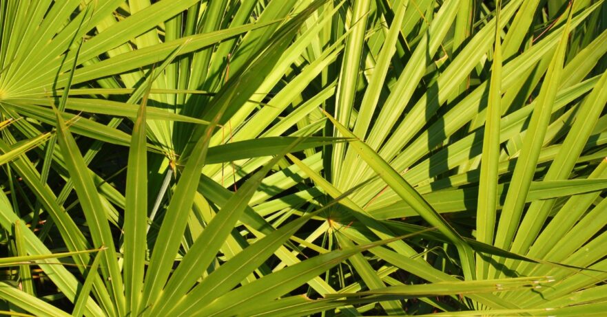 Saw palmetto monograph