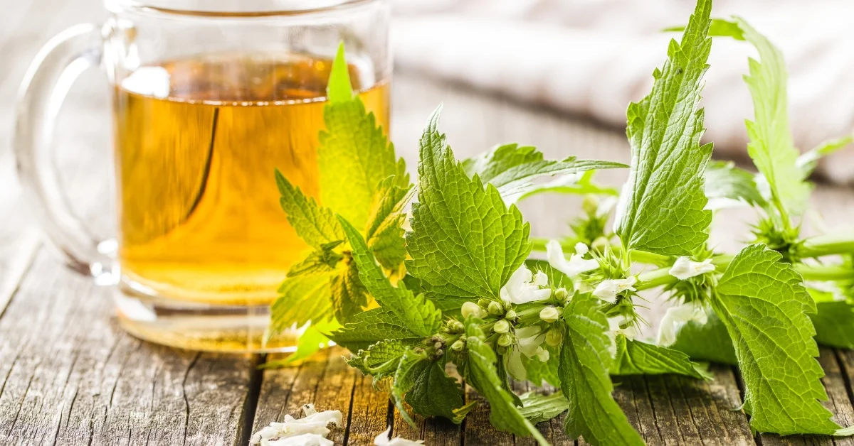 5 Best Herbs to Combat Kidney Infections Naturally 2 Herbal blend for kidney infections
