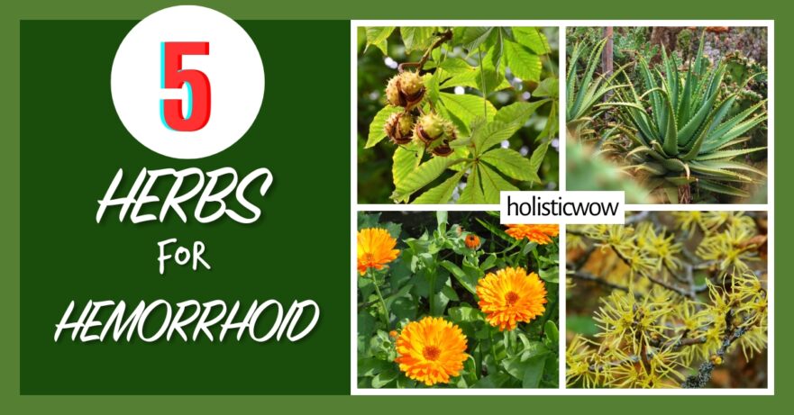 Herbs for hemorrhoid