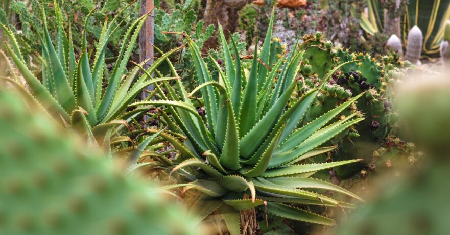Aloe vera monograph