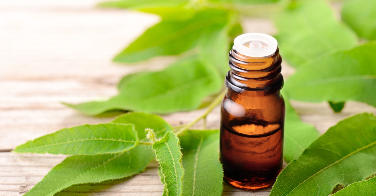 Eucalyptus uses