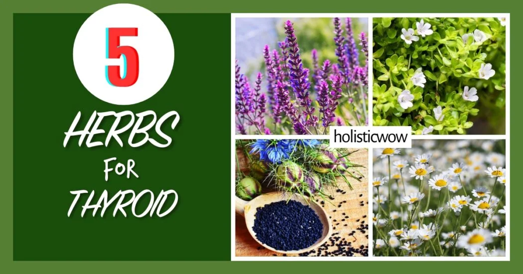 5 Natural Herbs to Nurture Your Thyroid Health | HolisticWow Herbs