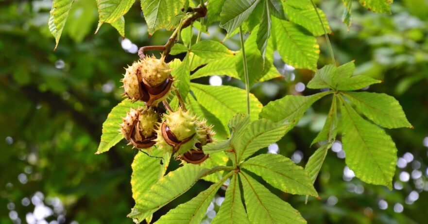 Horse chestnut monograph