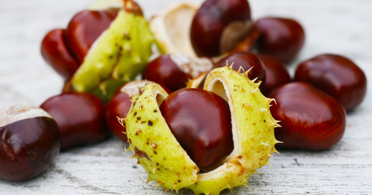 Horse chestnut uses
