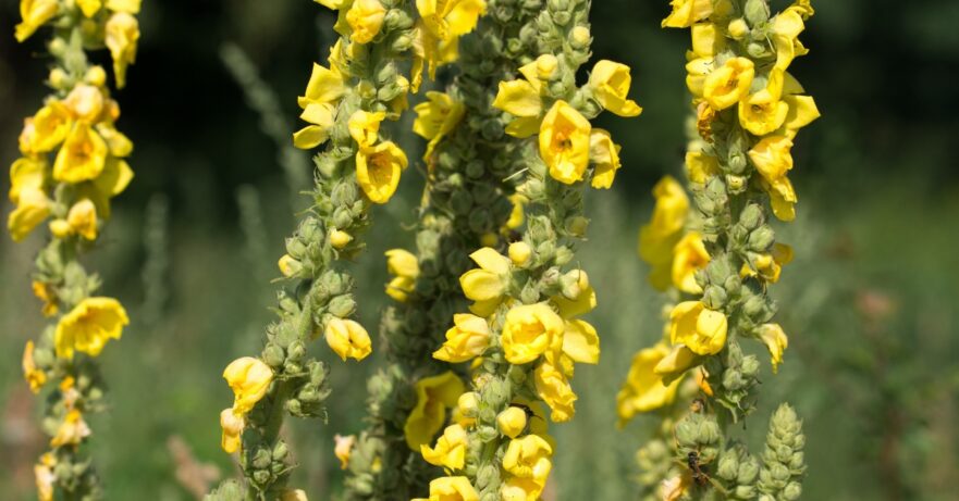 Mullein monograph