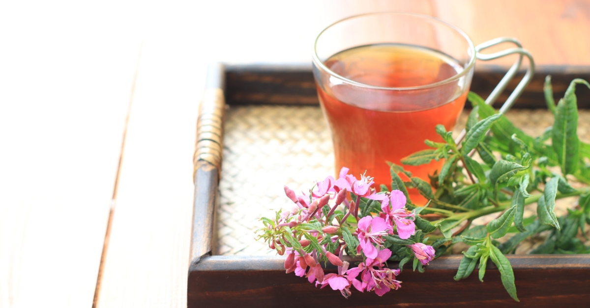Small-flowered willow herb tea