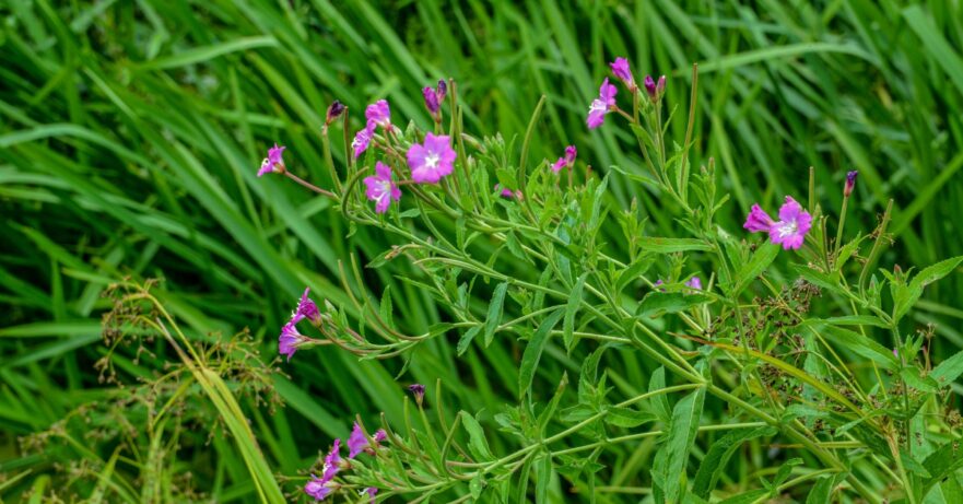 Small-flowered willowherb monograph