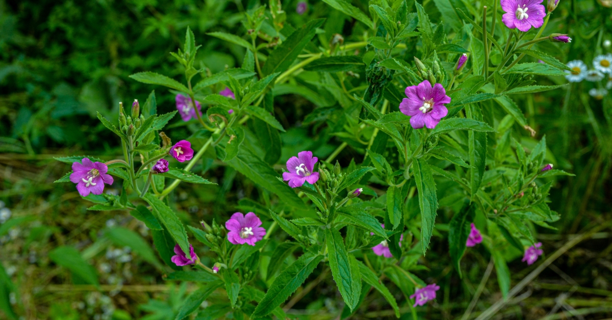 Small-flowered willowherb uses