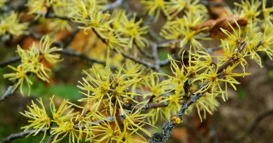 Witch hazel monograph