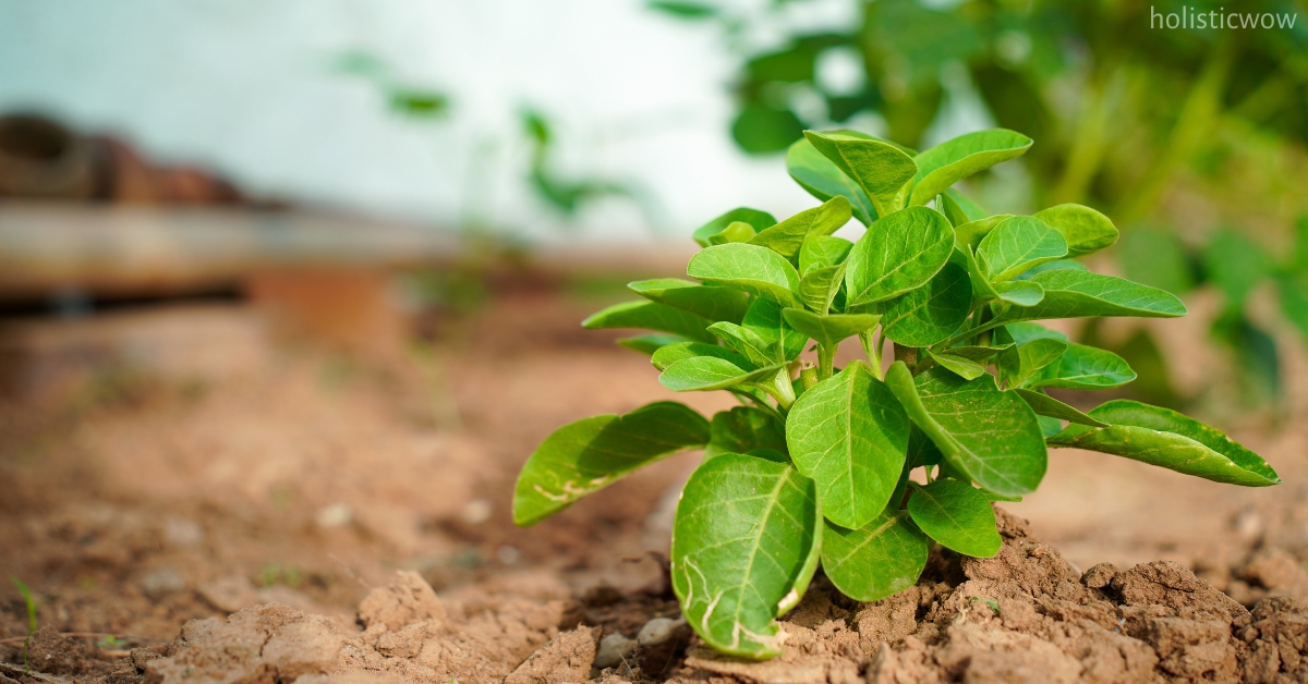 Ashwagandha for stress relief