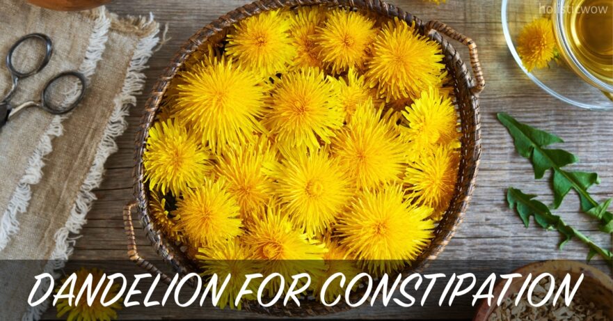 Dandelion for constipation