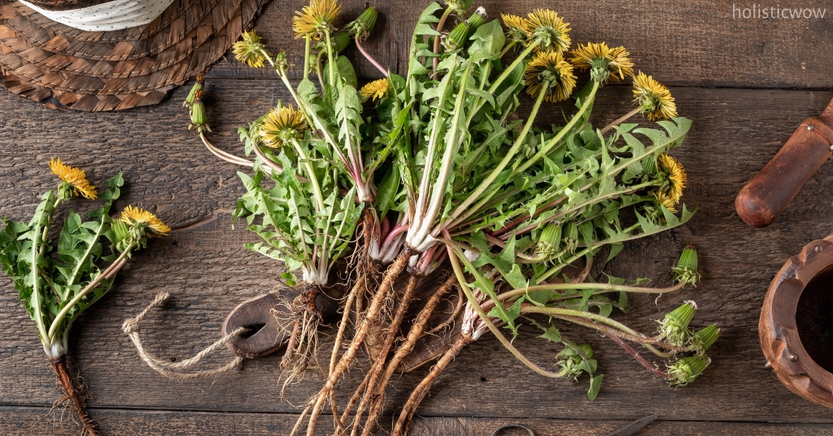 Dandelion for fluid balance