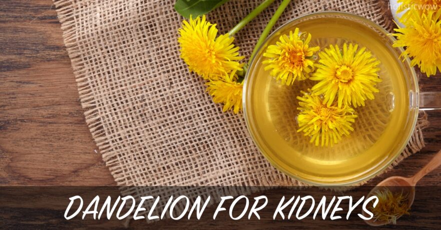 Dandelion for kidneys