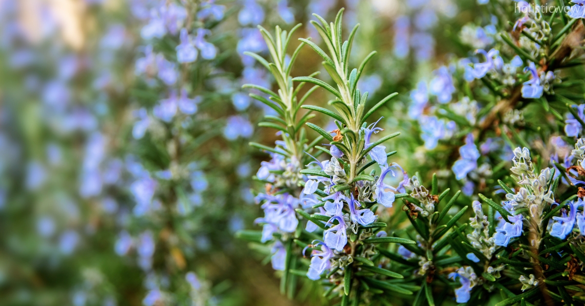 Using rosemary for boosting the immune system