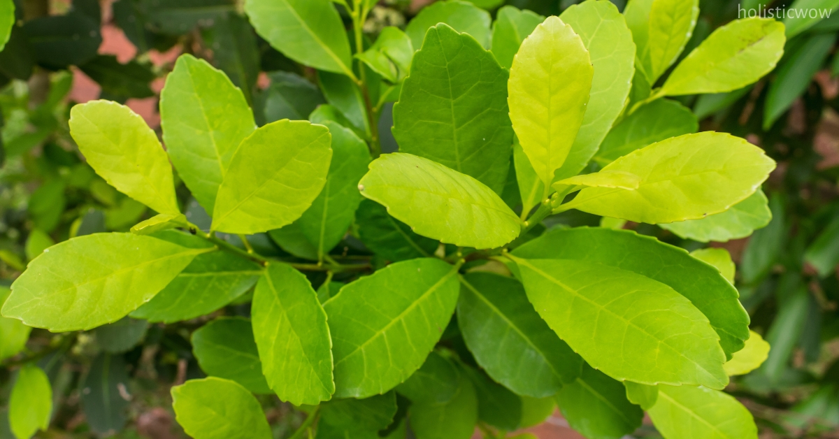 Side effects of yerba mate for energy boosting