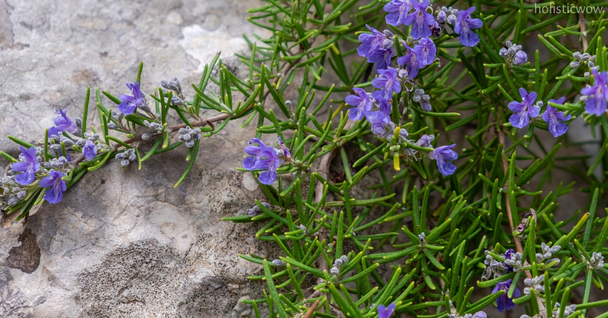Side effects of rosemary for allergies