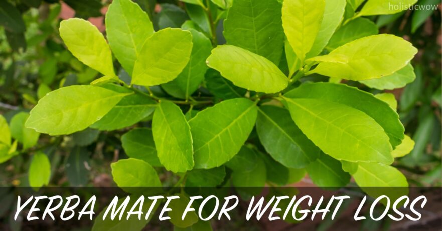 Yerba mate for weight loss