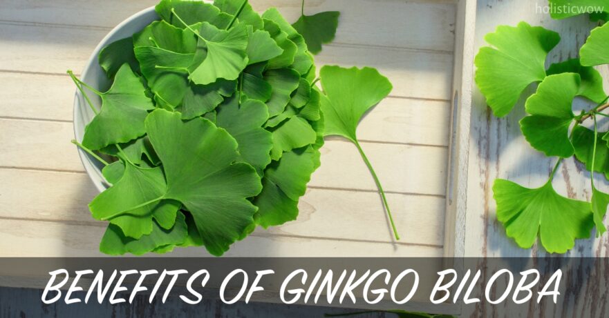 Ginkgo biloba benefits