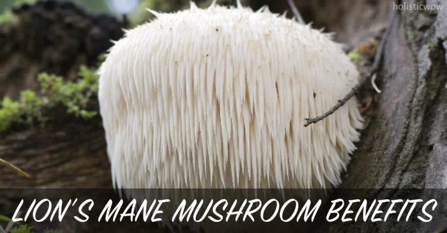 Lion’s Mane Mushroom: Benefits, Uses, and Side Effects Explained 15 Lion’s Mane mushroom benefits and uses