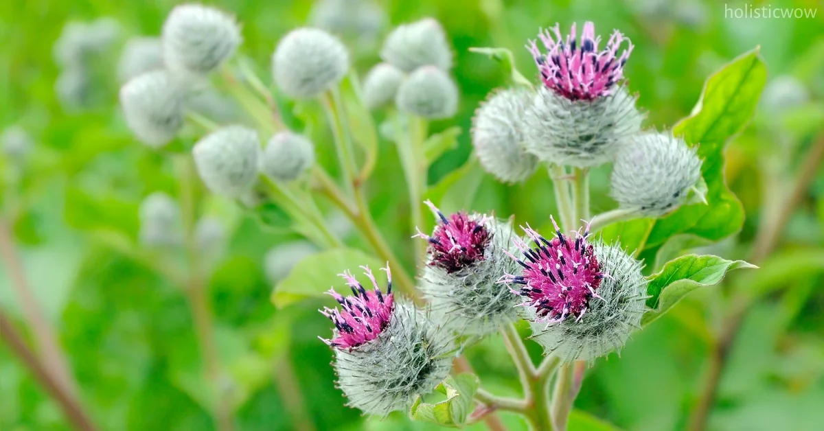 Milk Thistle for Kidneys: Healing Benefits & Protection 5 Milk thistle for protecting kidneys