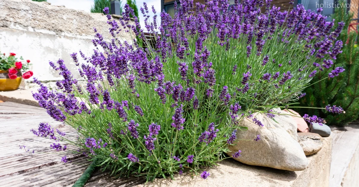 Lavender for Aromatherapy: Calming Benefits and Uses 4 Using lavender aromatherapy to improve sleep quality