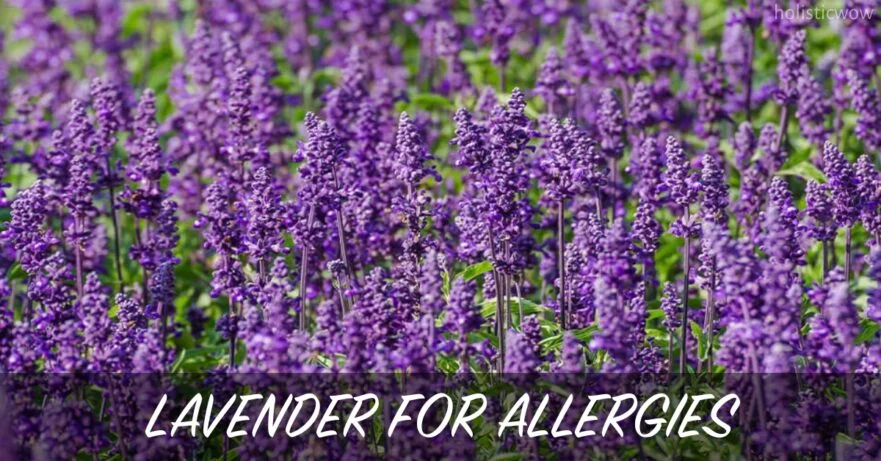 Lavender for Allergies: Natural Antihistamine Relief 26 Lavender for allergies