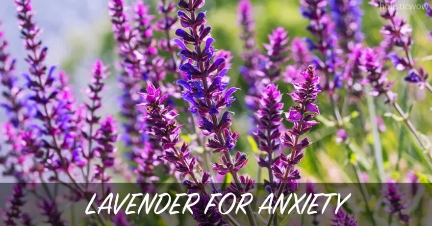 How Lavender Essential Oil Effectively Treats Anxiety 11 Lavender for anxiety