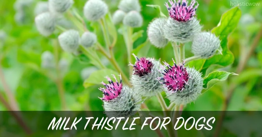 Milk thistle for dogs