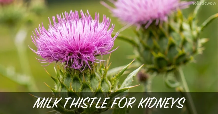Milk thistle for kidneys