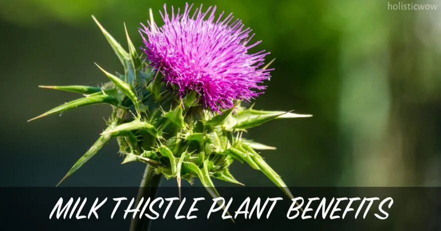 Milk Thistle Plant Benefits, Uses and Side Effects 1 Milk thistle plant benefits