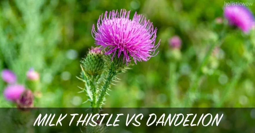 Milk thistle vs dandelion