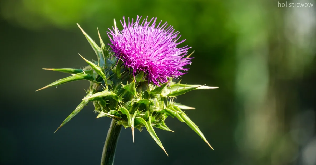 How much milk thistle is safe for dogs