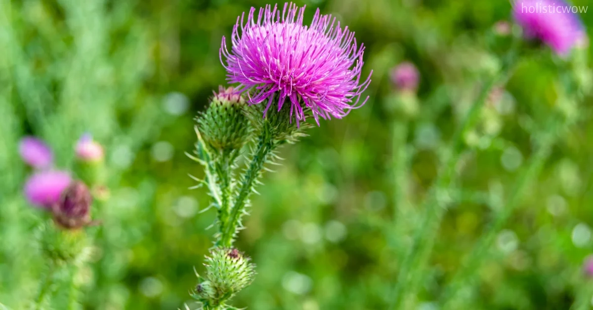 Milk Thistle Plant Benefits, Uses and Side Effects 4 Milk thistle side effects