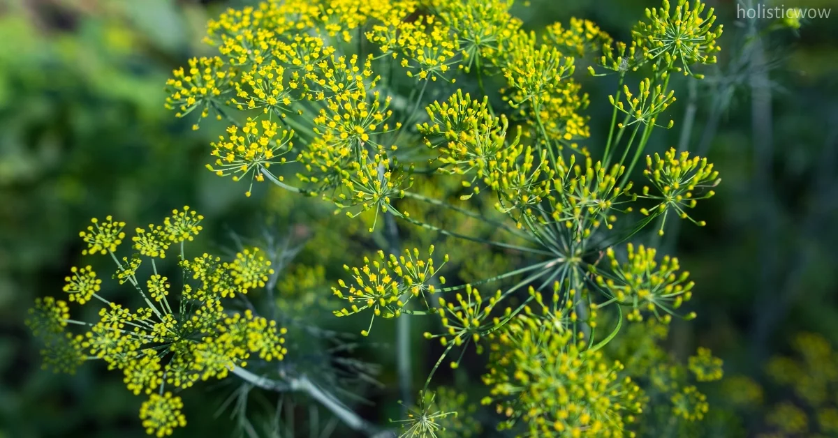 Health benefits of fennel seeds