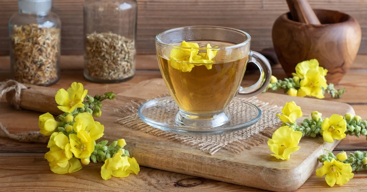 Uses of mullein plant